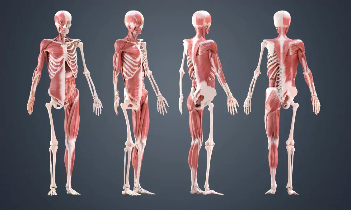 Anatomical models